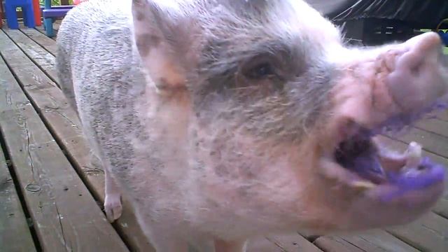 Hamlet the Mini Pig: 4th Birthday!!! 05-30-14 смотреть онлайн