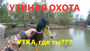 УТИНАЯ ОХОТА /УТКА! ГДЕ ТЫ?твою дивизию...
