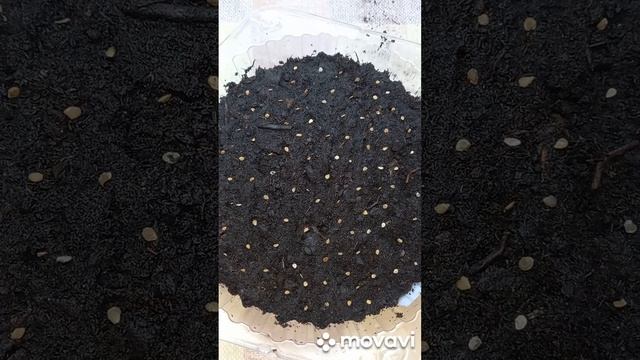 ЗАВЕРШАЕМ ПОСАДКУ САМЫХ ДЕШЕВЫХ ТОМАТОВ. ОГОРОД НА КУБАНИ. shorts# смотреть онлайн