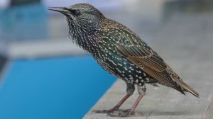 За что люди любят скворцов и ставят им скворечники?