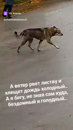 Преданные, но добрые душой..😢❤️ Бездомные животные. А, когда-то, чьи-то питомцы! Ау, ЛЮДИ!