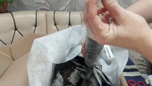 Распаковка и обзор посылки из питомника "Розы Фокино"