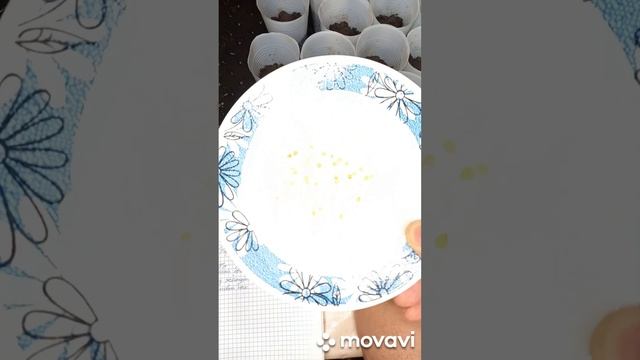 ОБЗОР СЛАДКОГО ПЕРЦА БУТУЗ ОТ ГАВРИШ. ОГОРОД НА КУБАНИ. shorts#