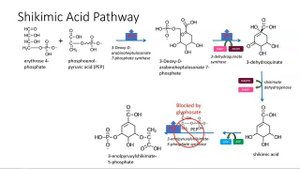 Shikimic acid pathway