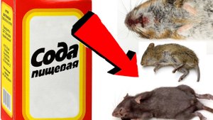 Как избавиться от крыс За 3 Секунды!