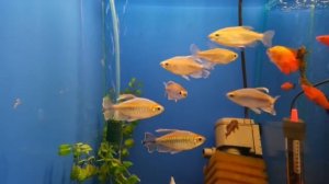 Конго тетра Phenacogrammus interruptus