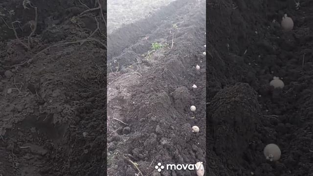 ПОСАДКА КАРТОФЕЛЯ АДРЕТТА В ОТКРЫТЫЙ ГРУНТ. ОГОРОД НА КУБАНИ.shorts# смотреть онлайн