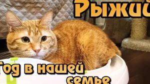 Рыжий. Год в нашей семье.