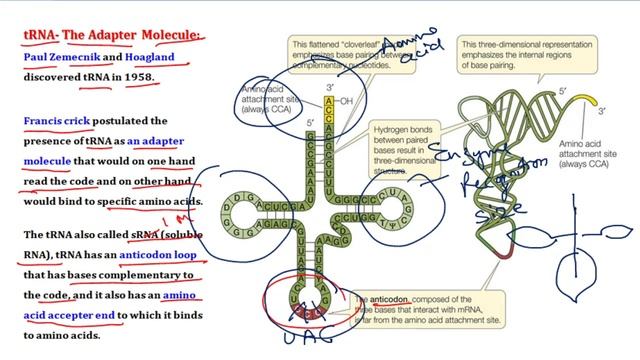 Molecular basis of Inheritance Part-14 tRNA - The Adapter molecule - Structure and Function