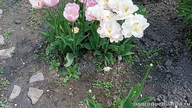 Подкормка тюльпанов после цветения