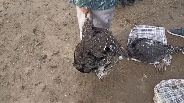 22-ОКТЯБР/ШЫМБАЙ ТАУЫК БАЗАР/АРЗАНЛАДЫМА?/КОРЕМИЗ
