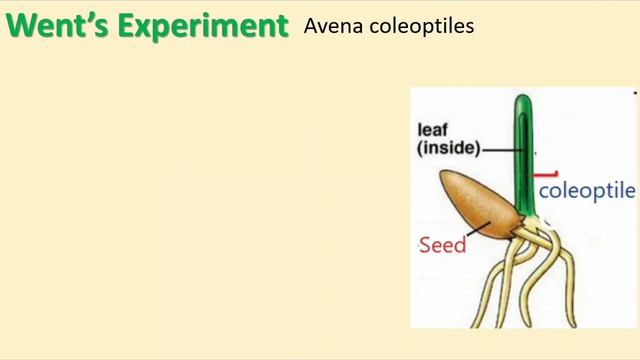 10th Unit 16 Plant and animal hormones (Auxins) смотреть онлайн