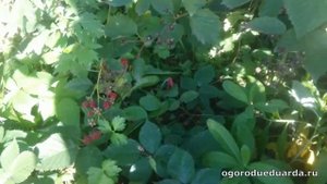 2 сентября. Плодоношение бесшипной ежевики в Подмосковье.