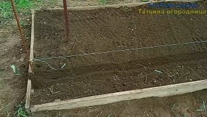 Томаты идут в грунт раньше капусты! Посадка высокорослых томатов.