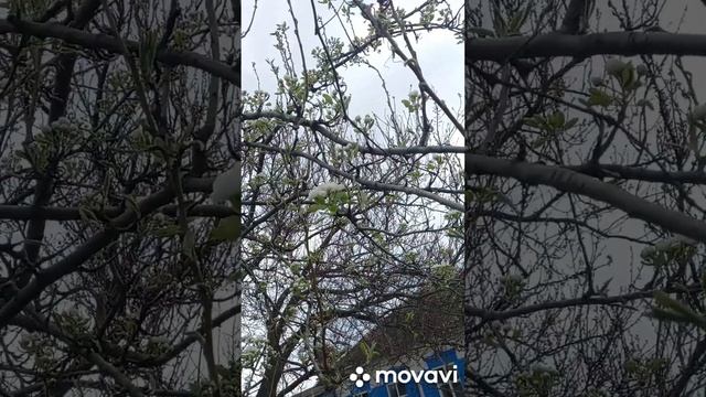 ЗАЦВЕЛА СТАРЕНЬКАЯ ГРУША. ОГОРОД НА КУБАНИ. shorts# смотреть онлайн