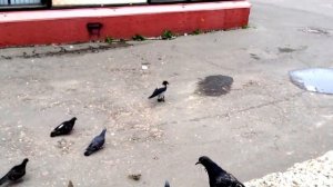 Ворона ест воробья