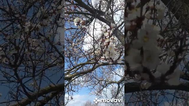 ЗАЦВЕЛИ ЖЕРДЁЛЫ И АБРИКОСЫ В 2023ГОДУ. ОГОРОД НА КУБАНИ. shorts# смотреть онлайн