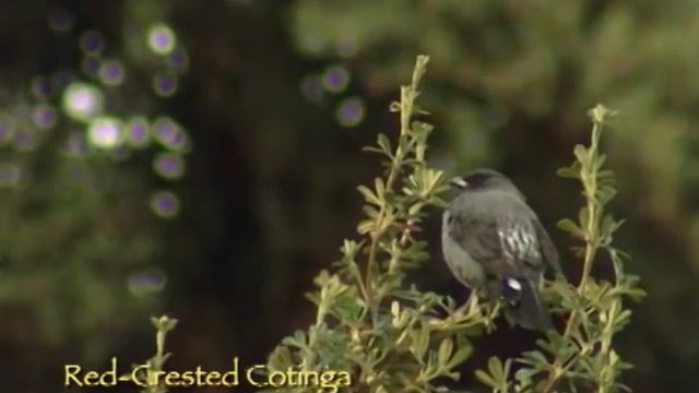 Peru a true paradise of birds - Central Route HQ смотреть онлайн