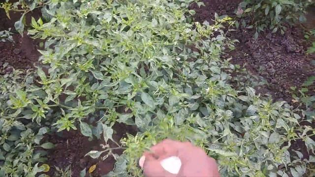 is tracer work on black thrips смотреть онлайн