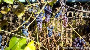 8 октября  Подмосковье  Виноград Изабелла