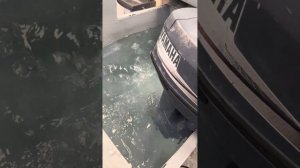 РАБОТА ЛОДОЧНОГО МОТОРА YAMAHA 25