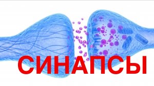 Документальный научно-обучающий фильм – Синапсы