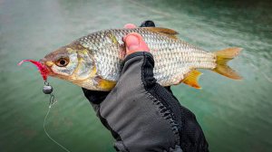 ПЛОТВА НА СПИННИНГ / РАЗНОЦВЕТНЫЕ ОКУНИ / ПОСЛЕДНЯЯ РЫБАЛКА в ГОРОДЕ