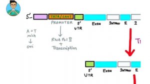 Promoter VS  Enhancer VS Silencer : Regulation of gene expression | Biochemistry | USMLE Step1,NCLE