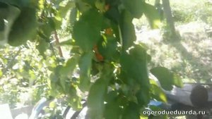 На листьях яблони появились пятна  Рассказываю как лечить и что это
