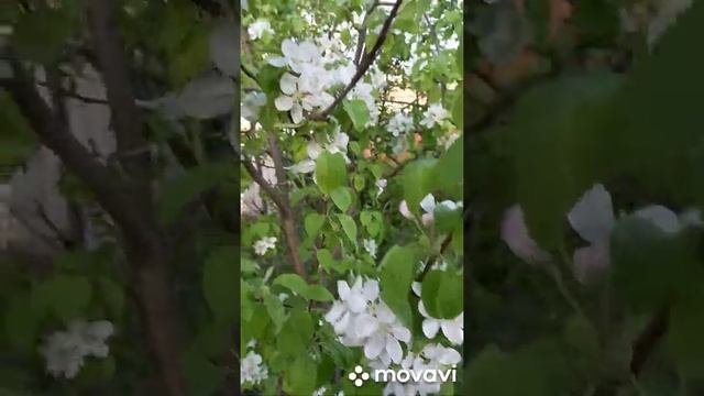 НЕОБЫЧНО КРАСИВОЕ ЦВЕТЕНИЕ ЯБЛОК НА КУБАНИ. ОГОРОД НА КУБАНИ. shorts#