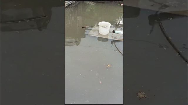 Дома некоторых жителей Косагора снова оказались в воде #петропавловск смотреть онлайн