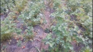 Плодоносящая клубника в Подмосковье