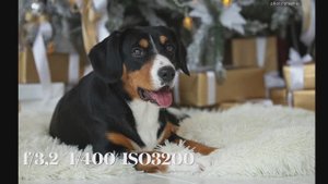 Как снимать новогодние открытки с животными?