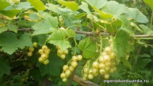 Показываю сколько ягод можно собрать с куста красной, белой и черной смородины.