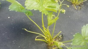 Рассказываю когда и зачем обрезать усы у клубники