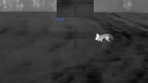 Pulsar thermion 2 xq50 pro 308 win