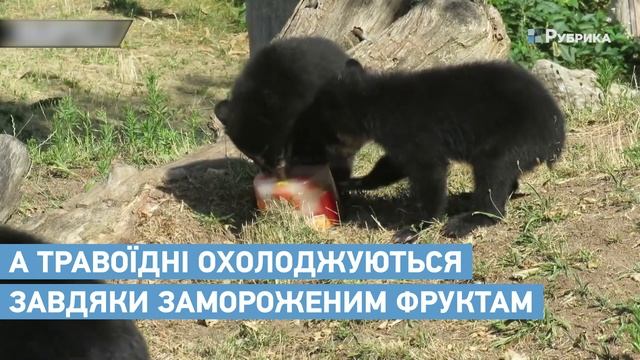 Як у світі тварин рятують від спеки | Рубрика смотреть онлайн