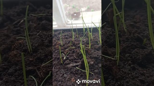 ЛУК ЭКСИБИШЕН ПОСЛЕ ОБРЕЗКИ. ОГОРОД НА КУБАНИ. shorts# смотреть онлайн