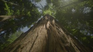 OLED test - Redwoods (4K 60fps HDR)