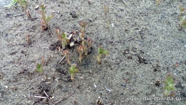 Уход за ремонтантной малиной весной смотреть онлайн