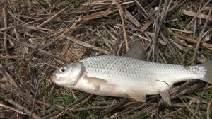 БЕШЕНЫЙ КЛЕВ ВОБЛЫ НА ГОЛЫЕ КРЮЧКИ Астрахань Весна Вобла