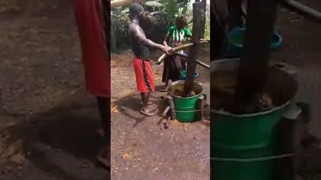 Как делают пресловутое пальмовое масло в ЦАР - Palm oil artisanal production in CAR