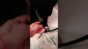 5-я серия сериала "Васильки и его обитатели". Олли