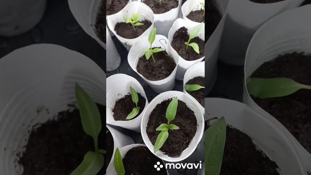 РЕЗУЛЬТАТЫ ПИКИРОВКИ ПЕРЦЕВ. ОГОРОД НА КУБАНИ. shorts# смотреть онлайн