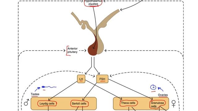 Hypothalamus-pituitary-gonadal axis смотреть онлайн