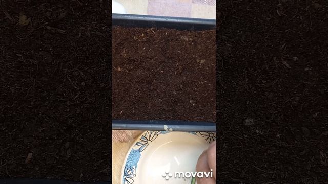 ДОСАЖИВАЕМ НИЗКОРОСЛЫЕ ТОМАТЫ. ОГОРОД НА КУБАНИ. shorts# смотреть онлайн