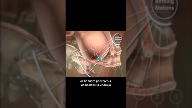 Наглядное акушерство: как проходят роды 🔥 #роды #акушерка #естественныероды