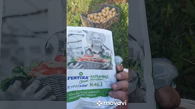 ЛУЧШАЯ ПОДКОРМКА ПЕРЕД ПОСАДКОЙ КАРТОФЕЛЯ. ОГОРОД НА КУБАНИ. shorts# смотреть онлайн