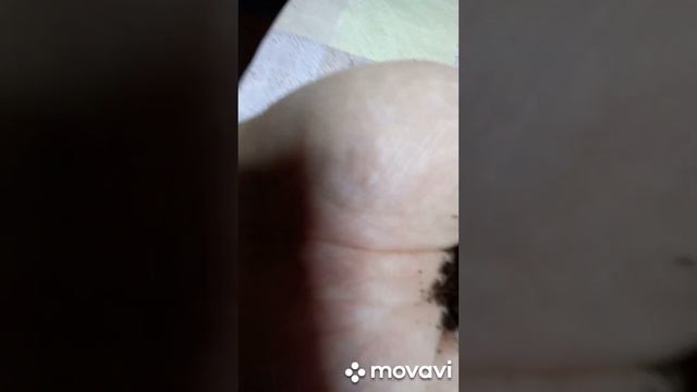 МОЯ ПИКИРОВКА ПЕРЦА. ОГОРОД НА КУБАНИ. shorts# смотреть онлайн