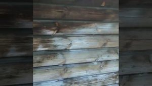 Сенеж Эффо отбеливает древесину на глазах